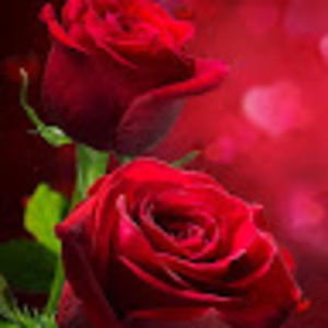 Meet your Posher, Aurora